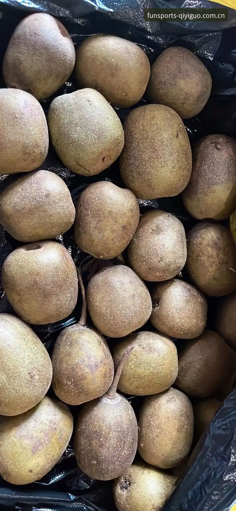 资深用户亲测：KIWIFRUIT SPORTS网页登录全流程解析与奇异果体育2025体验心得